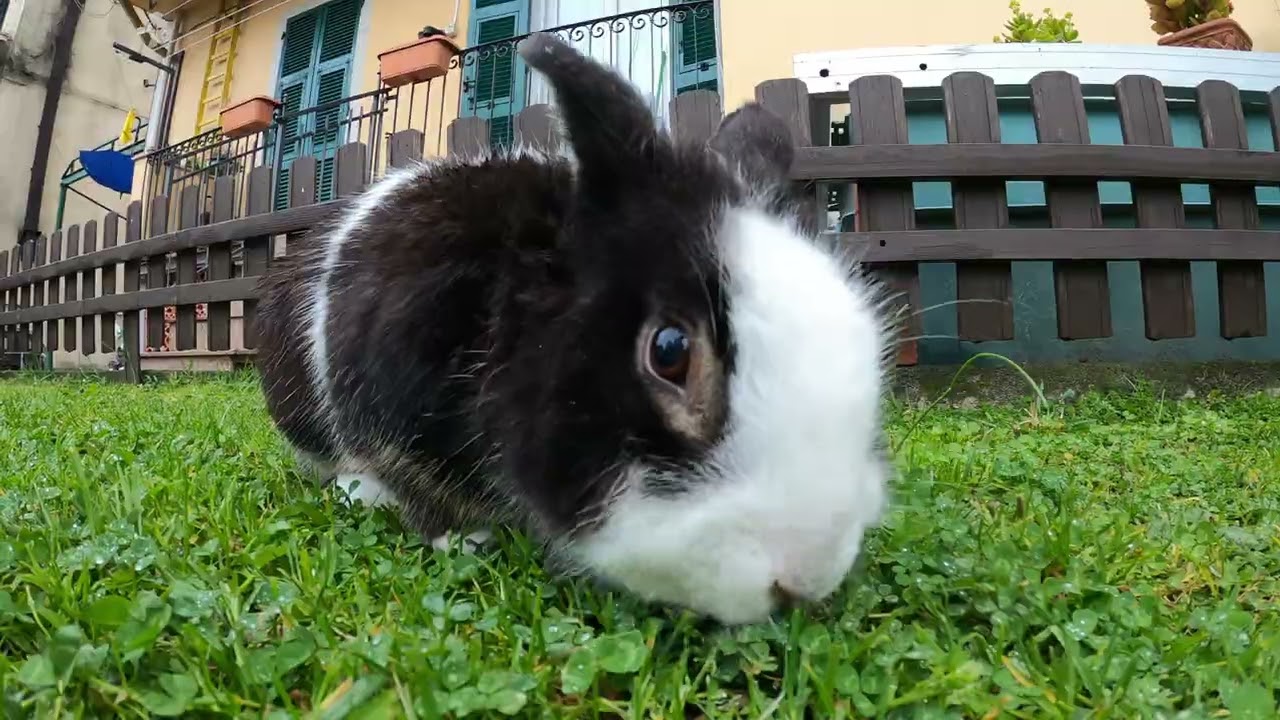 Stracciatella (Gigion) e il suo Giardino 🐰