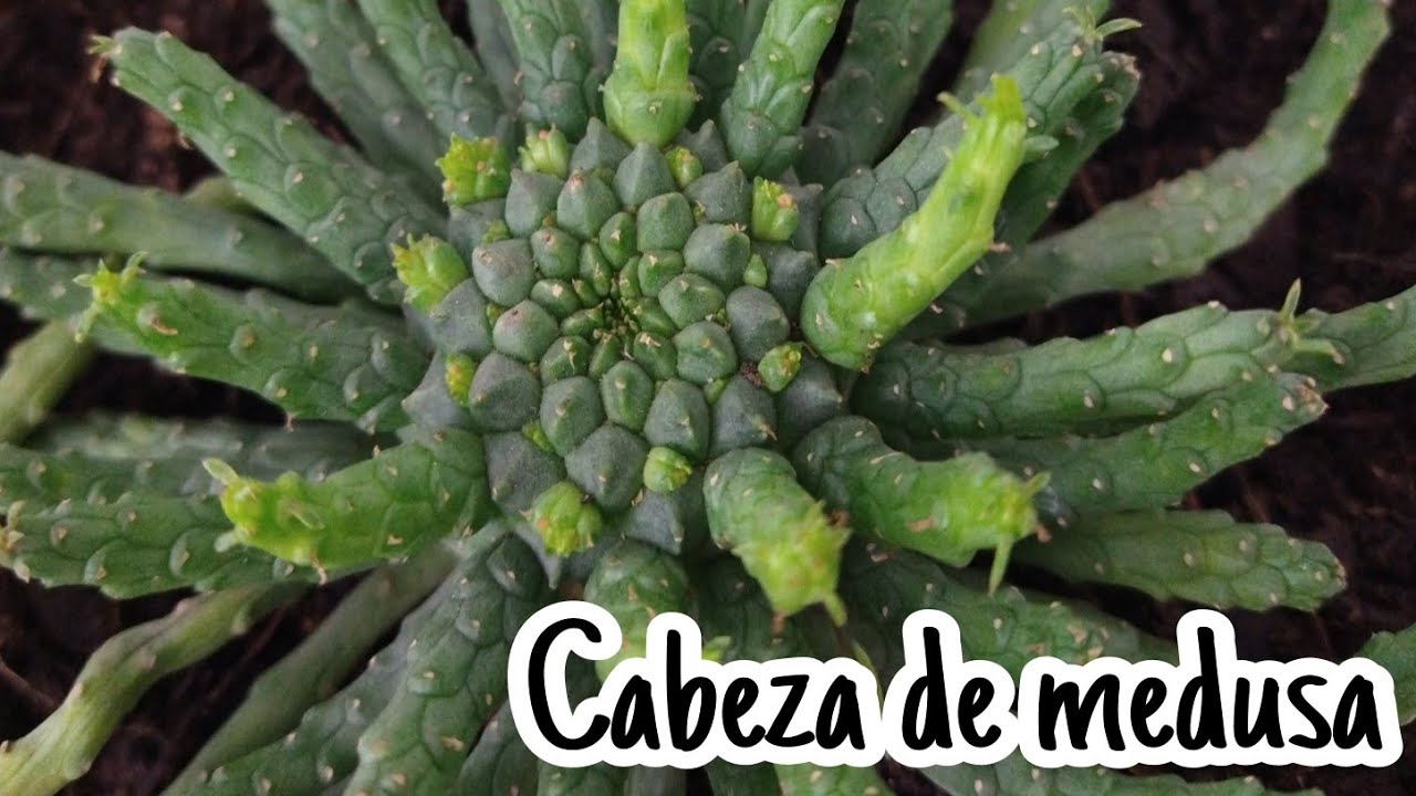 Cuidados de cabeza de medusa // Cuidados de Euphorbia flanaganii // Transplante y morfología