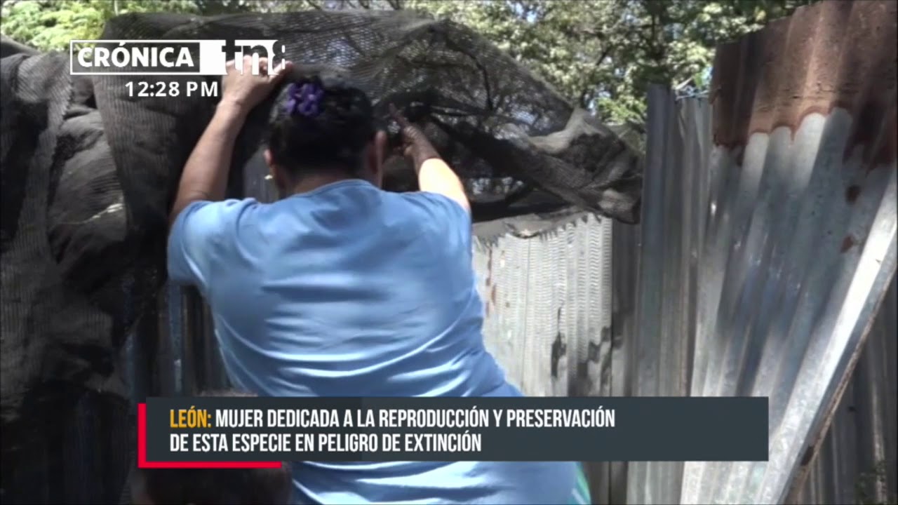 Mujer emprendedora dedicada al Zoocriadero de Iguanas Verdes en Le&oacute;n - Nicaragua