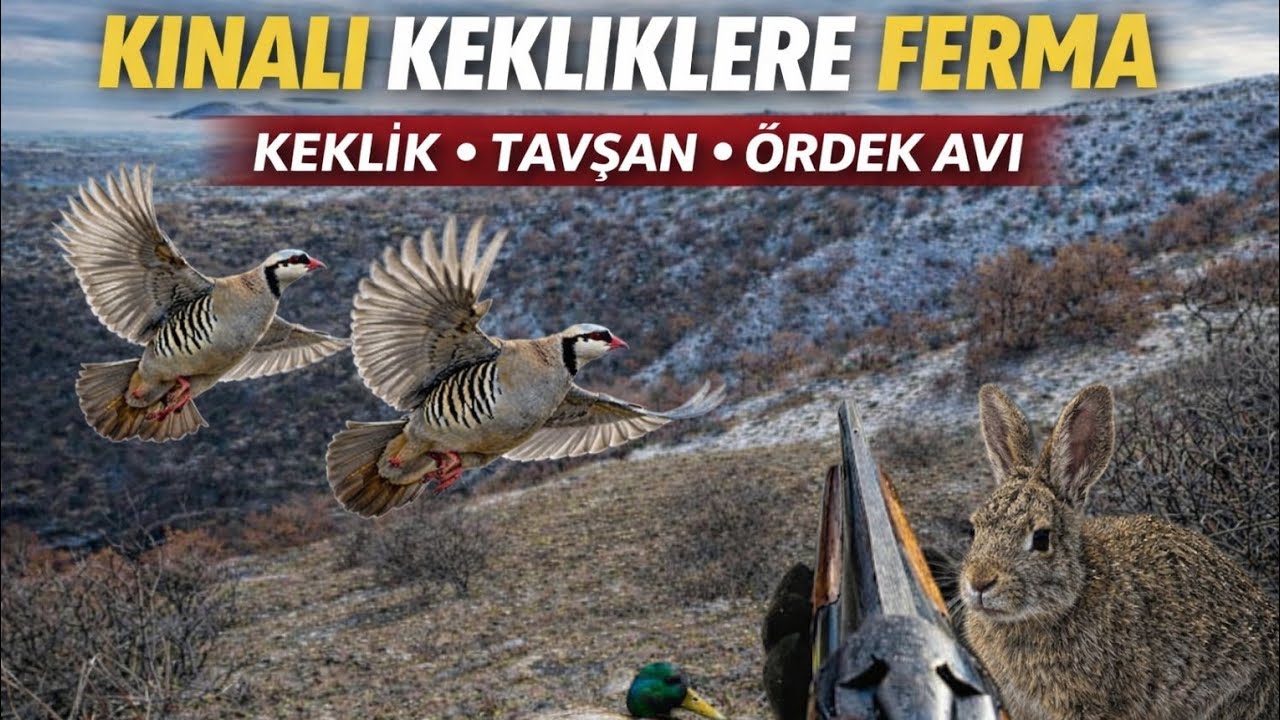 ❄️ YILIN İLK G&Uuml;N&Uuml; -7 DERECE | KEKLİK, TAVŞAN, &Ouml;RDEK AVI | FERMA & DUBLE VURUŞ 🎯🐕 &Ccedil;AKALLA KARŞILAŞMA