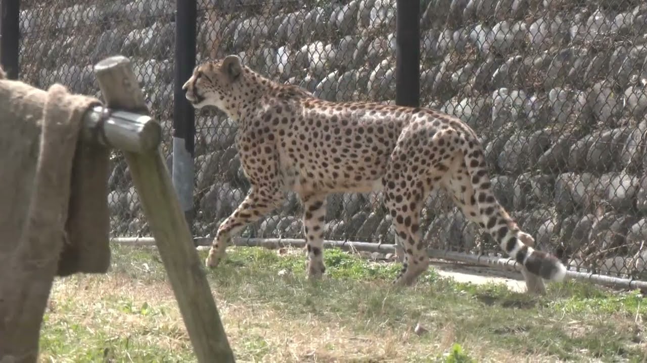 【広島】シリーズ―広島市安佐動物公園 －14.チーター