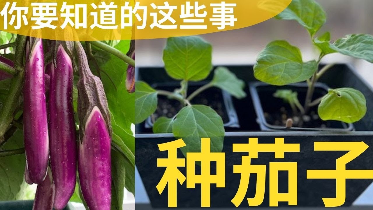 【种茄子】育苗｜套种｜虫害防治（蚜虫 跳蚤甲虫)｜选种：你要知道的这些事