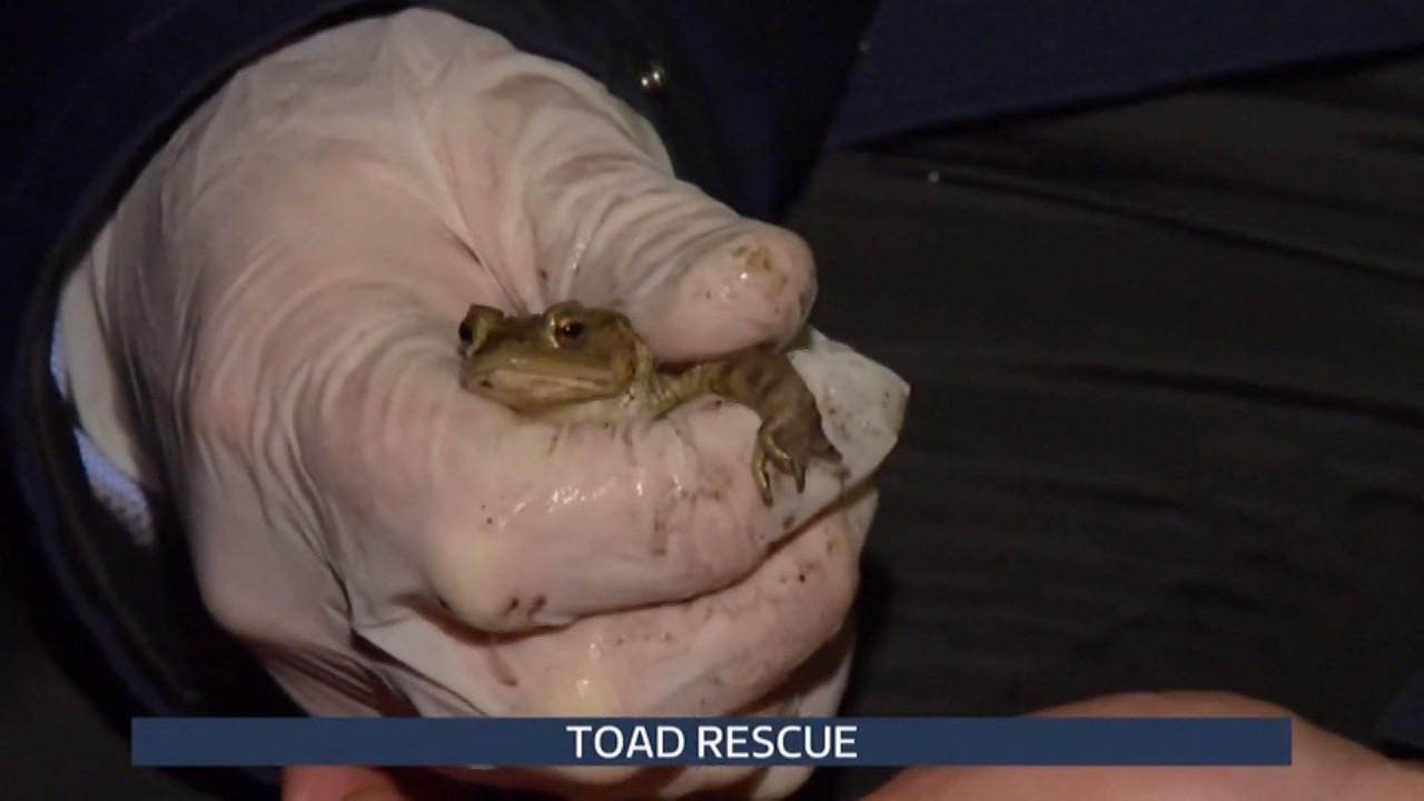 Toad rescue in the UK - 13/Mar/2026