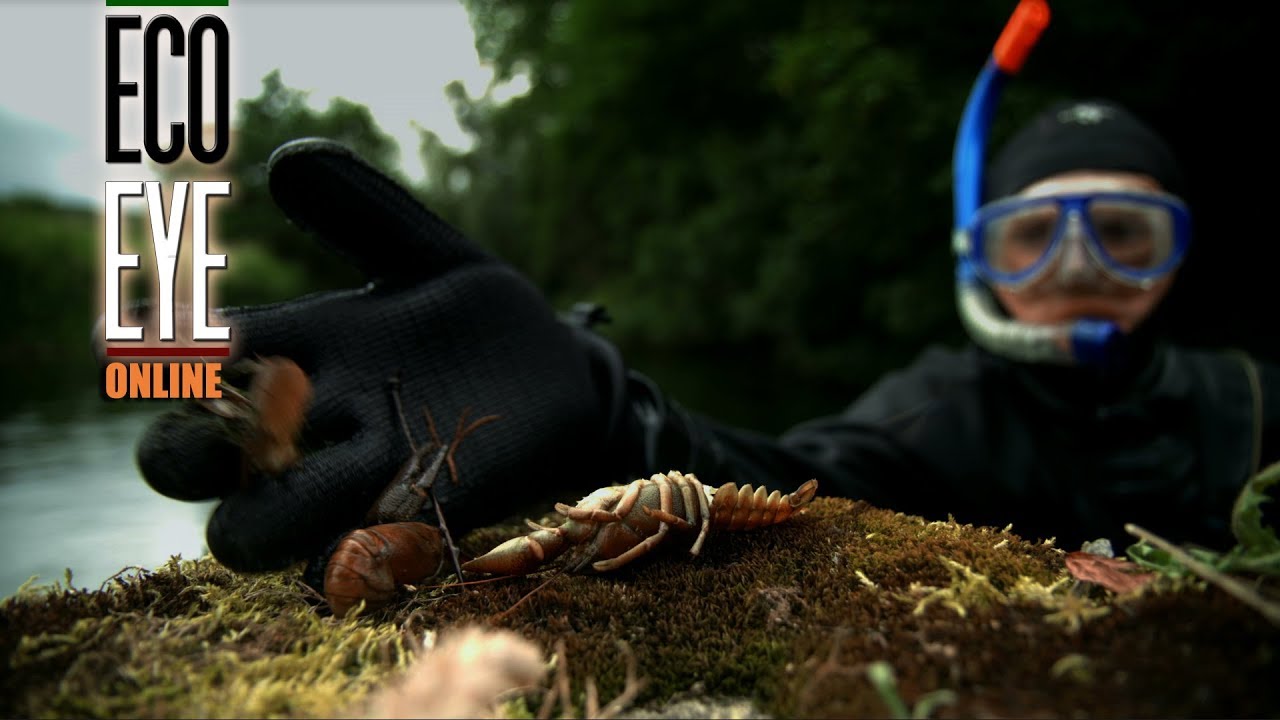 Deadly Crayfish Plague in Ireland Summer 2017