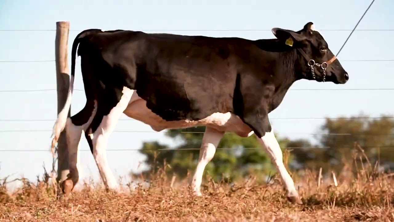 LOTE 11   020