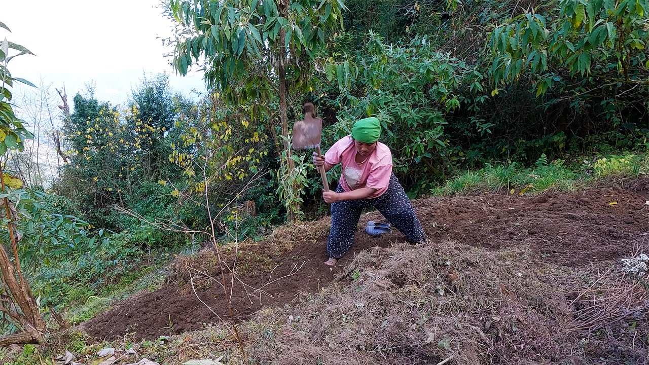 sarmila's village farming system in the village || village farming in rural Nepal ||@bhumicooking