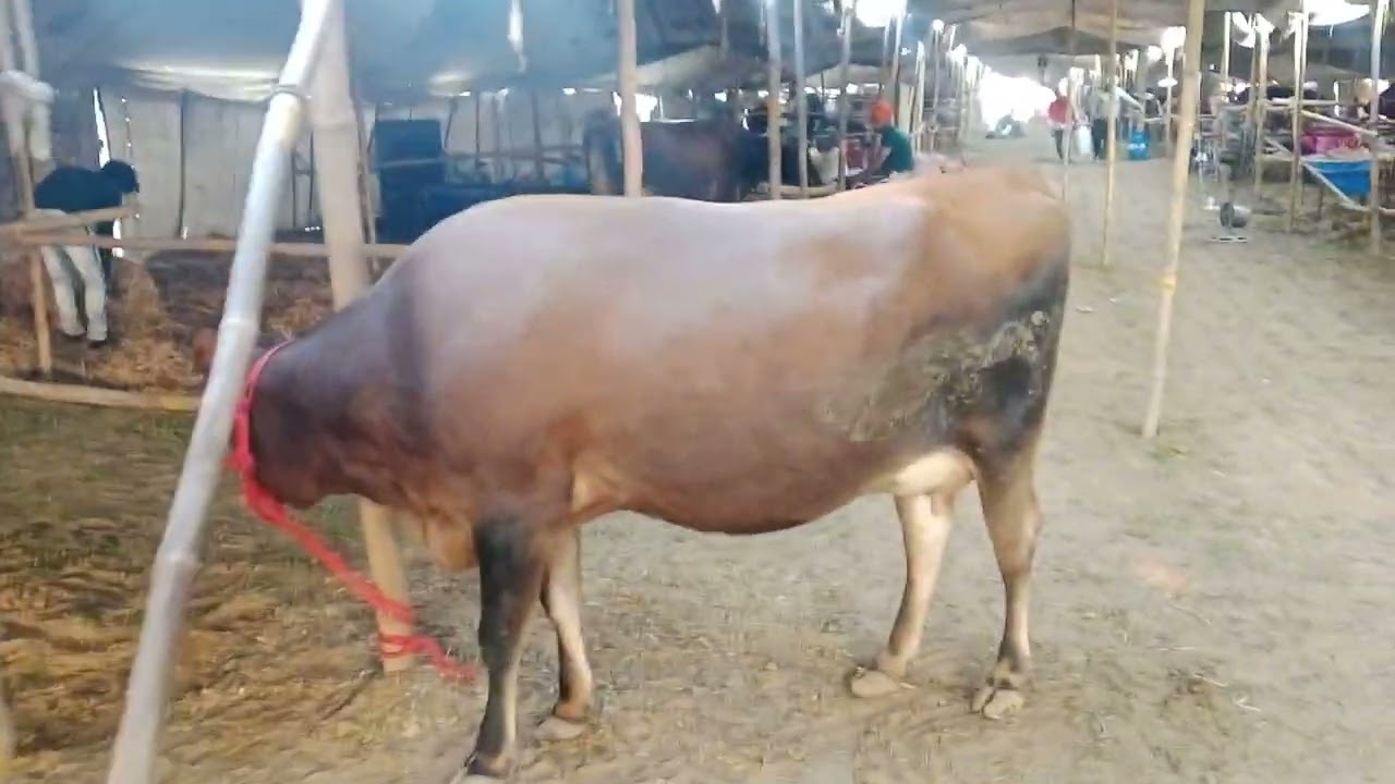 P D F A haryana mela