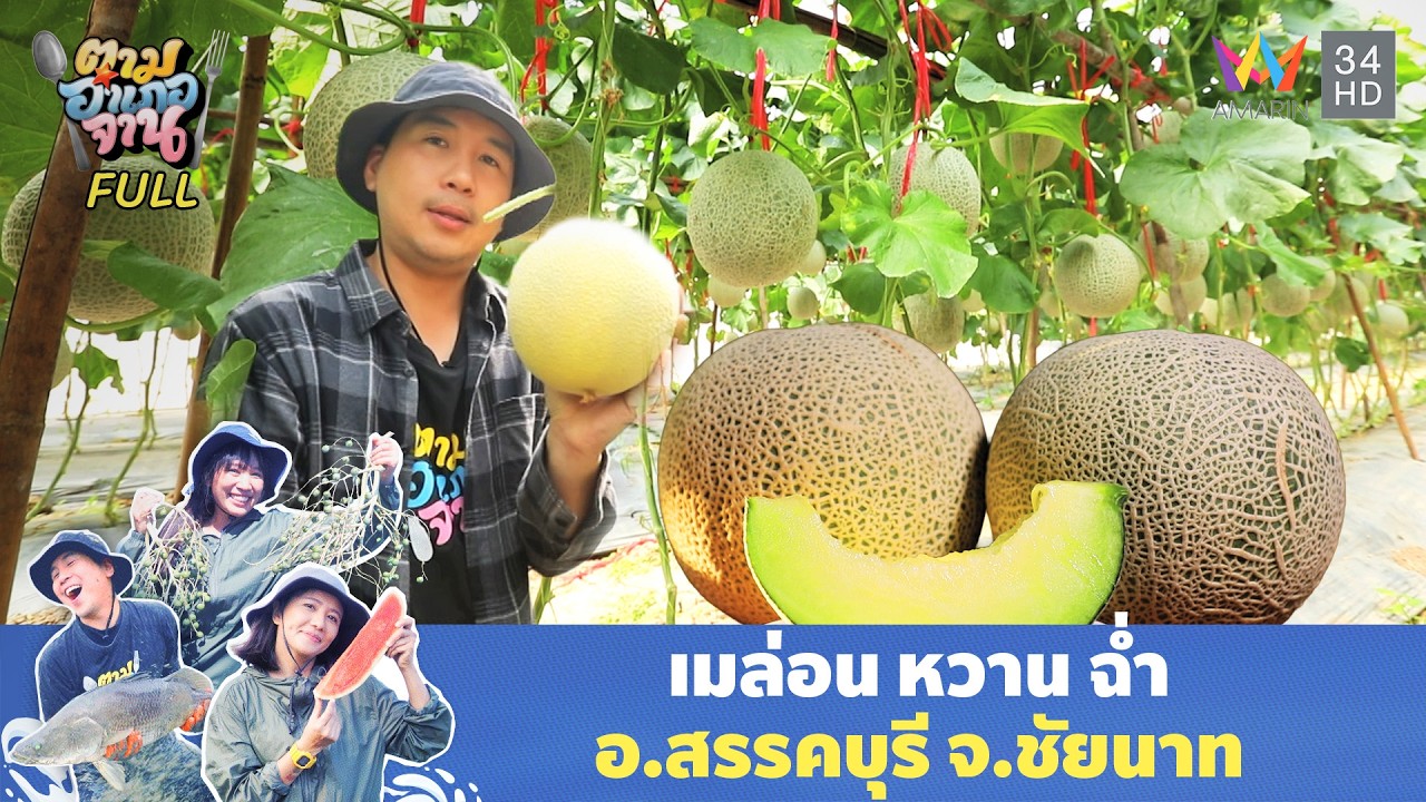 เมล่อน หวาน ฉ่ำ อ.สรรคบุรี จ.ชัยนาท | ตามอำเภอจาน | 27 ม.ค. 69 Full EP