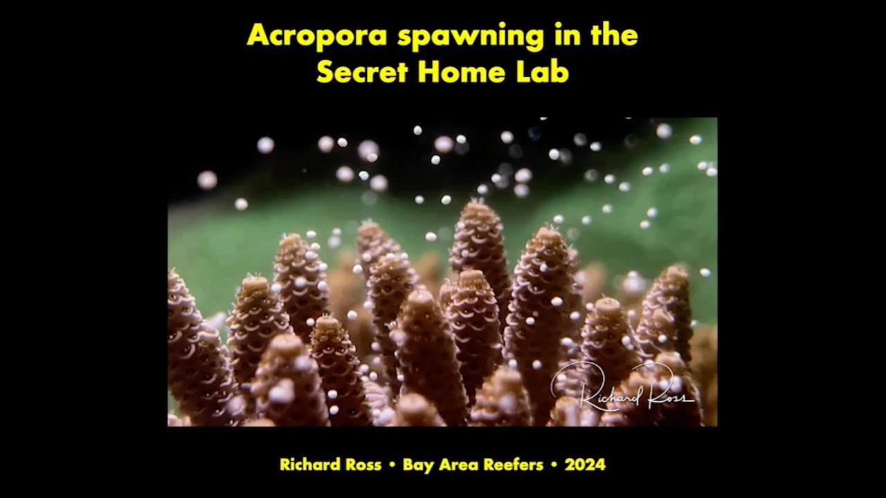 Richard Ross on Coral Spawning