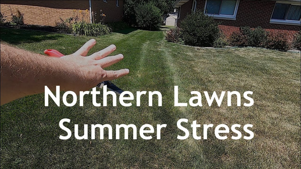 Kentucky Bluegrass Lawns In Summer Stress and Recovery | NWIndiana Part 1