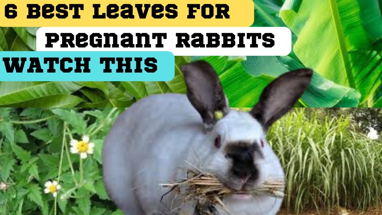 6 leaves for pregnant rabbits