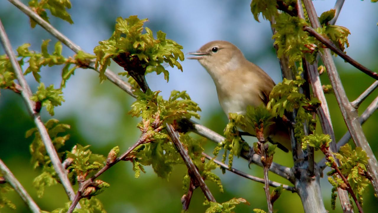 A garden warbler (Silvia borin) soft subsong