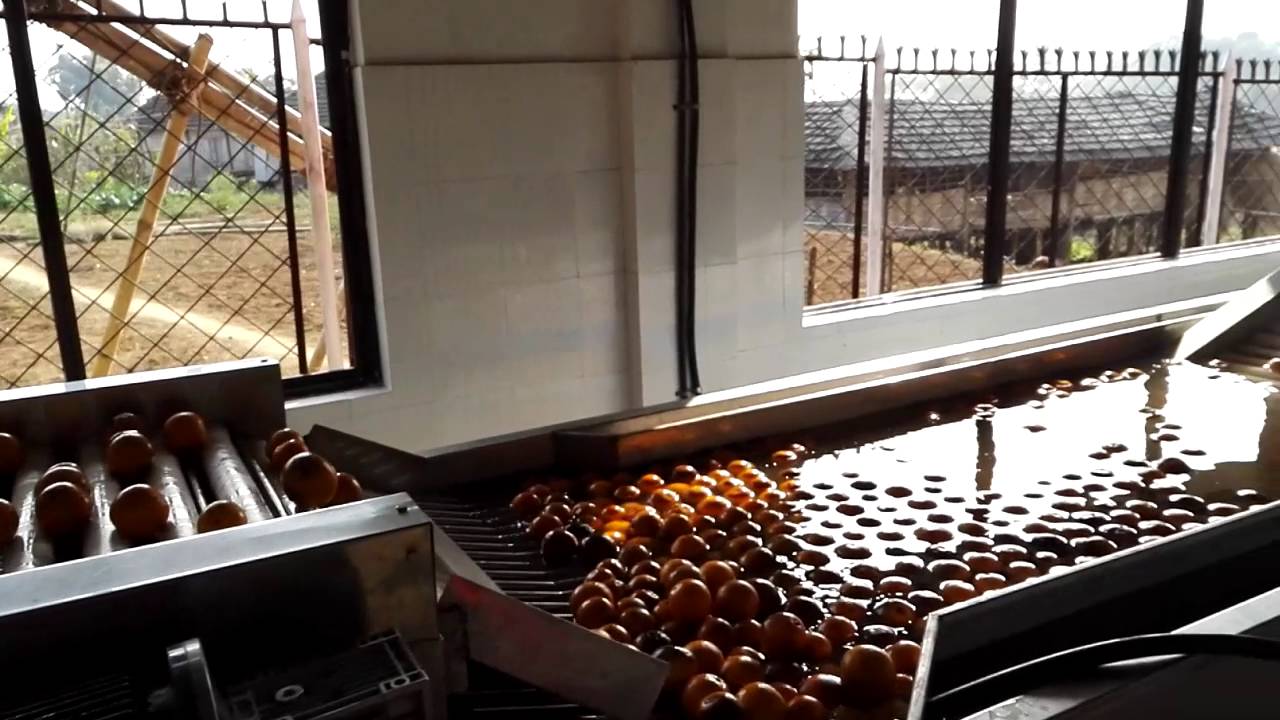 fruit sorter machine fruit washing waxing drying and sorting machine