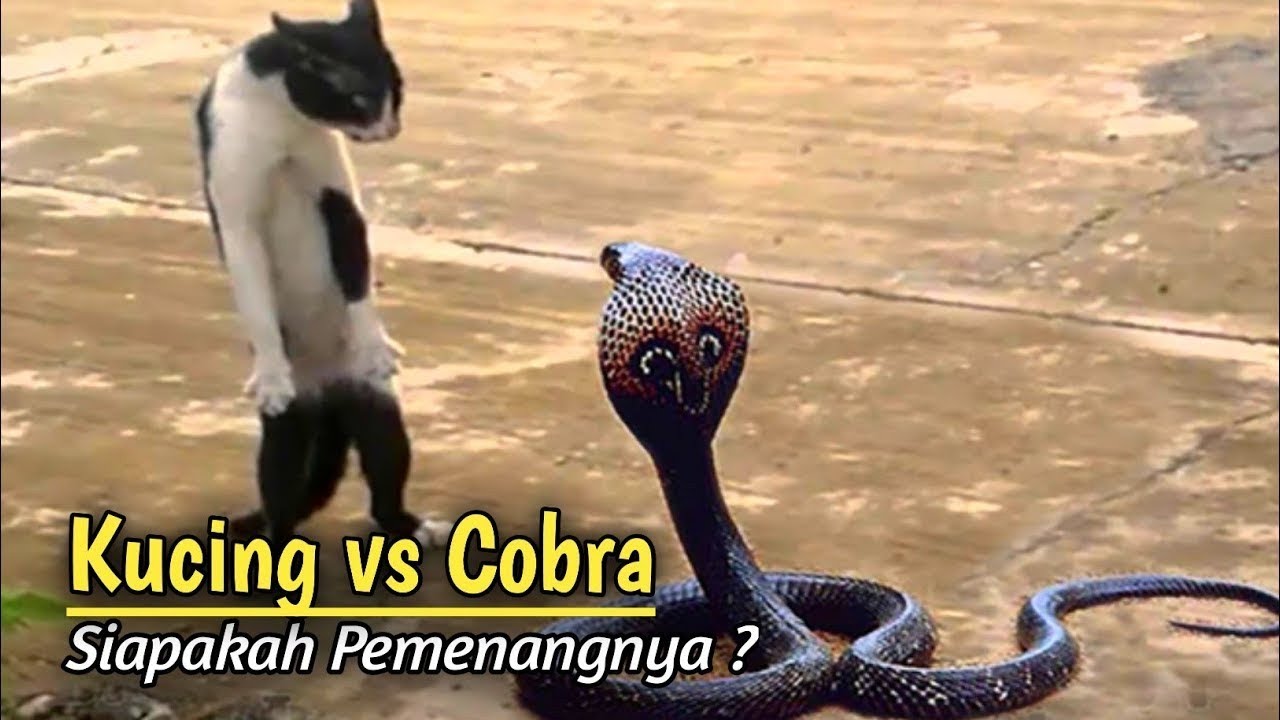 kucing vs ular #alam #kucing #ular 