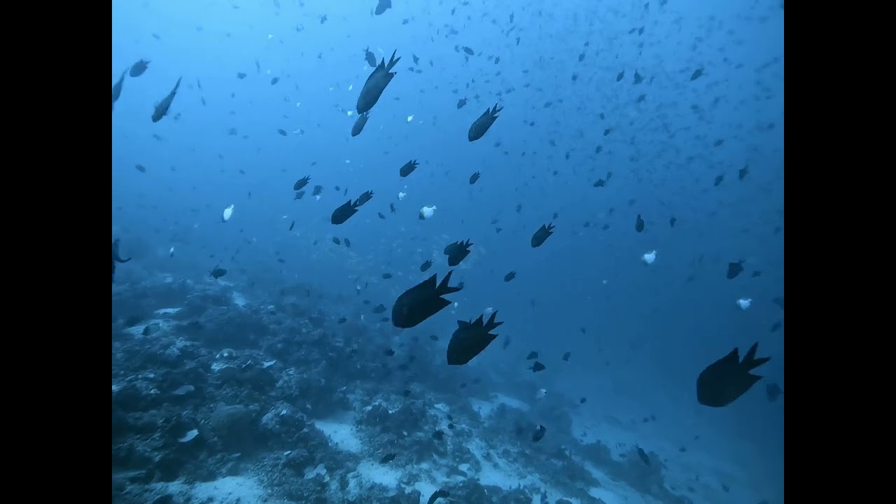 #batangas #scubadiving #pilipinas #스쿠버다이빙  Dominic&Sierra scuba diving  