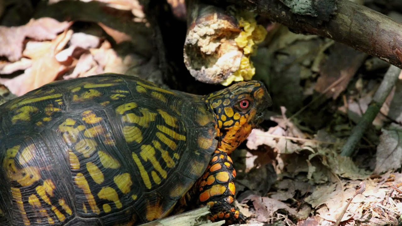 DoD PARC Species Profile Video Series: Episode 4-Eastern Box Turtle