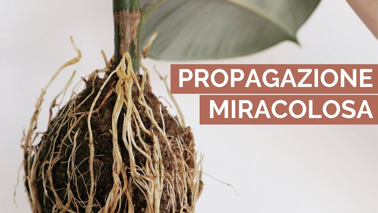 Come propagare un Ficus: TECNICA INFALLIBILE  | La margotta