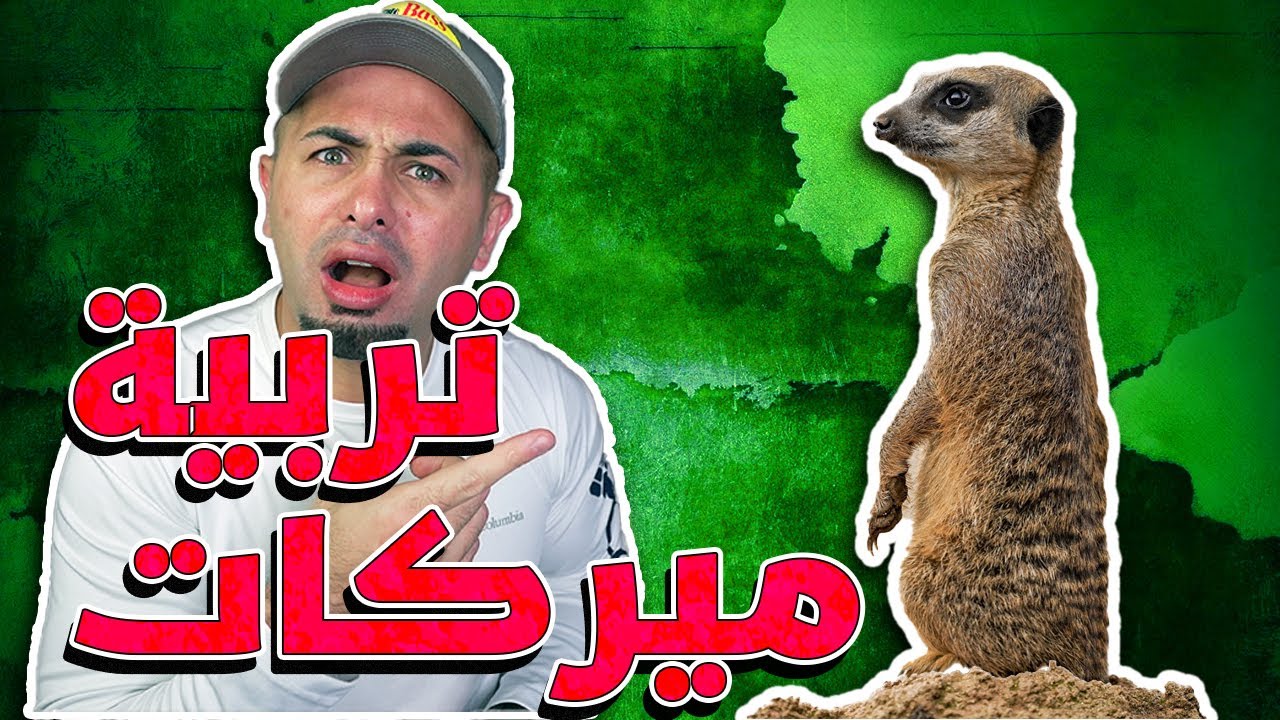 طريقة تربية الميركات وكل شي بتحتاجه للعناية فيه - Meerkat Care Routine
