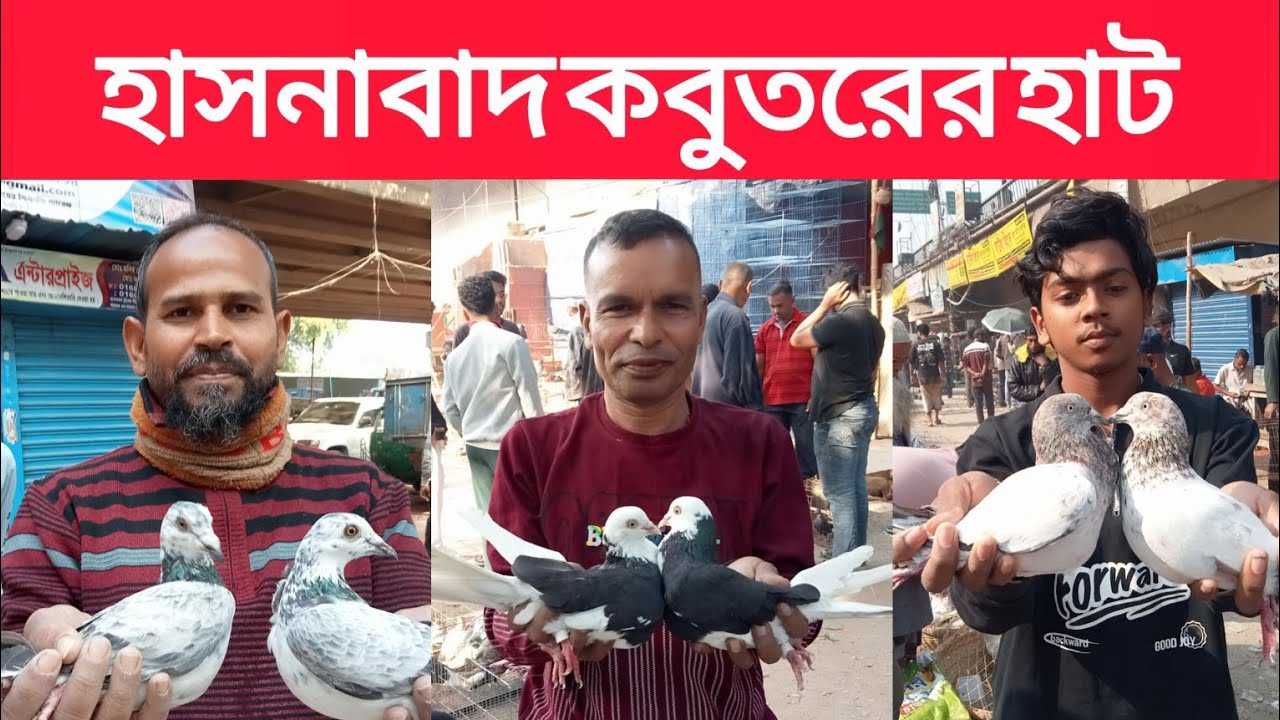 ০৬/১২/২০২৫,হাসনাবাদ কবুতরের হাট।আজ রোজ শনিবার ।Hasnabad Kobutor hat 2025.big pigeon marketing  2025