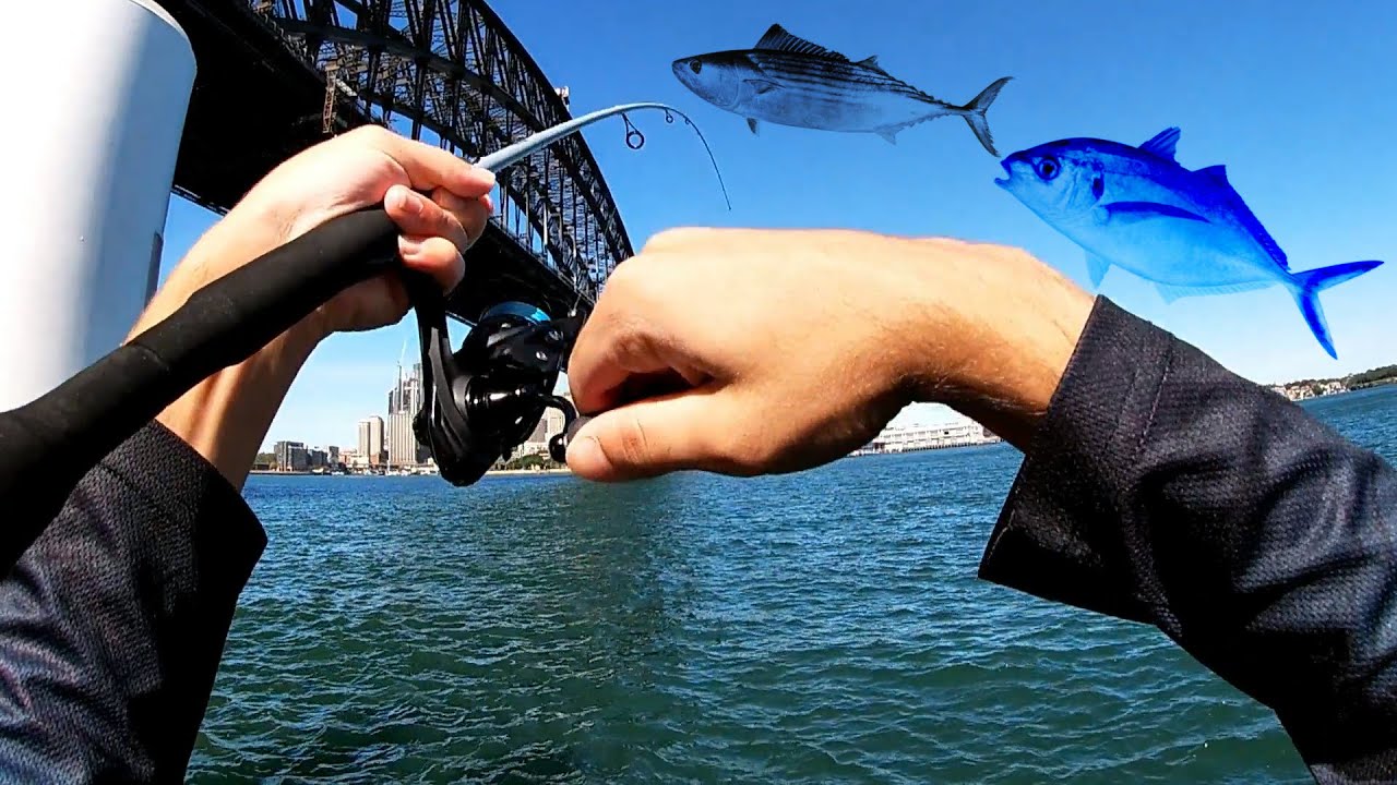 Sydney Harbour Trevally and Bonito Fishing Action