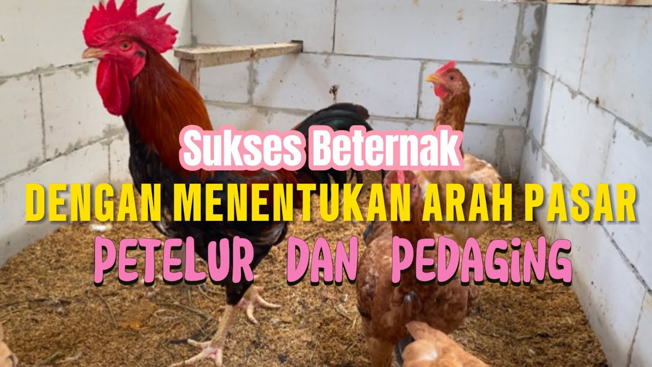 SUKSES BETERNAK DARI MODAL SEADANYA 