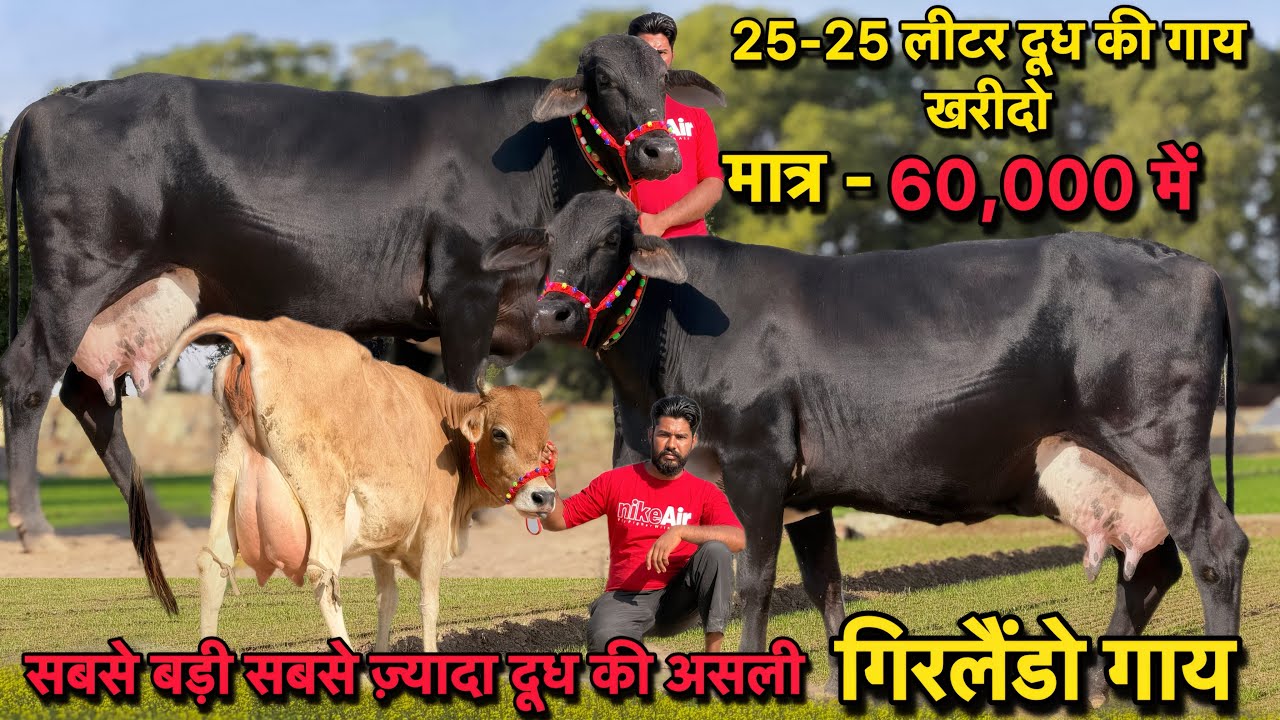 37000 में ख़रीदो गाय,25-30 लीटर तक दूध की सबसे सस्ती गाय👍11 गाय बिकाऊ👌Top Girlando Cows For Sale 