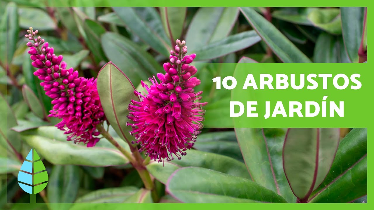 10 ARBUSTOS para el JARDÍN Fáciles de Cuidar 🌿🌺