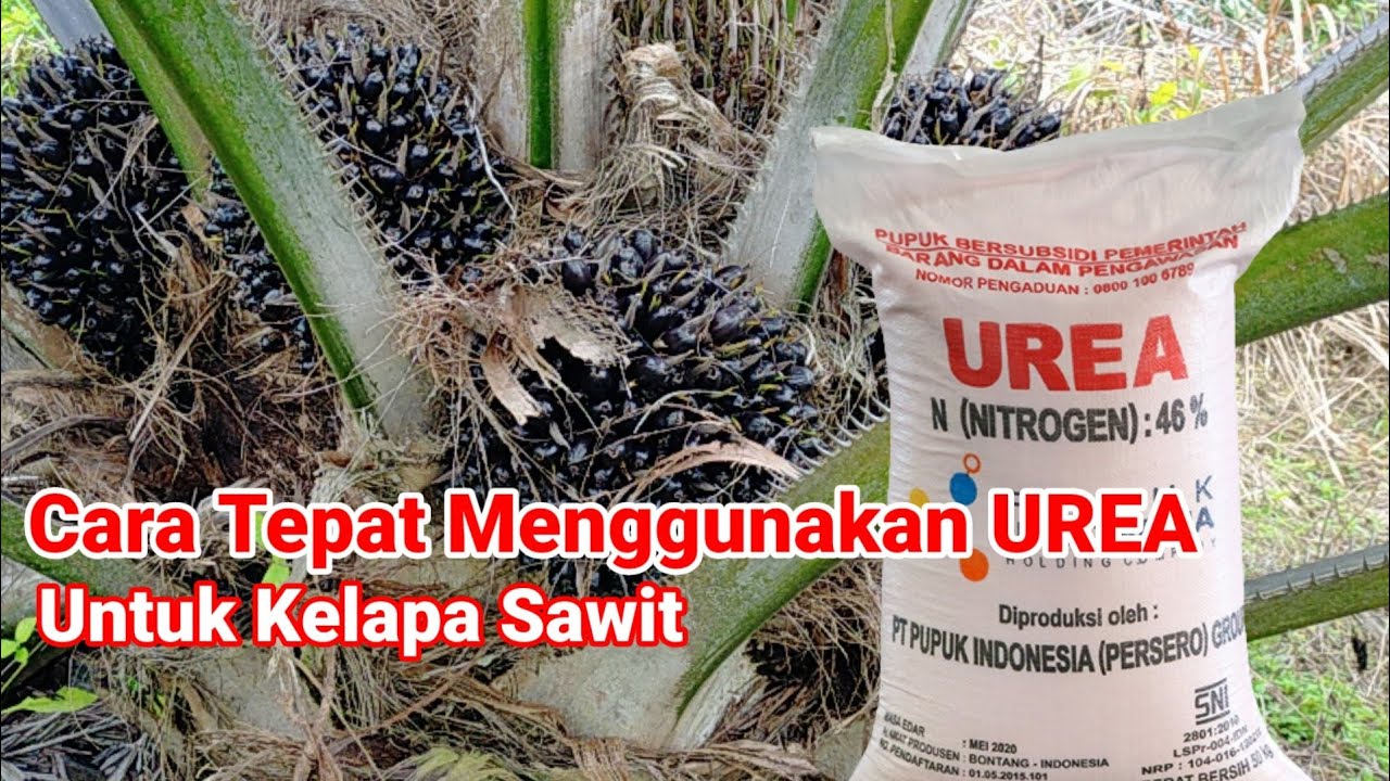Cara Tepat Menggunakan pupuk UREA Untuk Kelapa Sawit