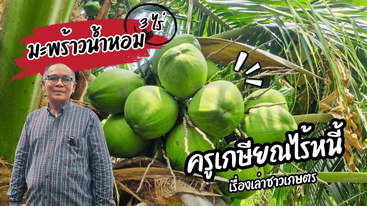 เกษียณแล้วรวย! ครูไร้หนี้ พลิกชีวิตด้วยสวนมะพร้าวน้ำหอม 3 ไร่ รายได้หลักหมื่นต่อเดือน