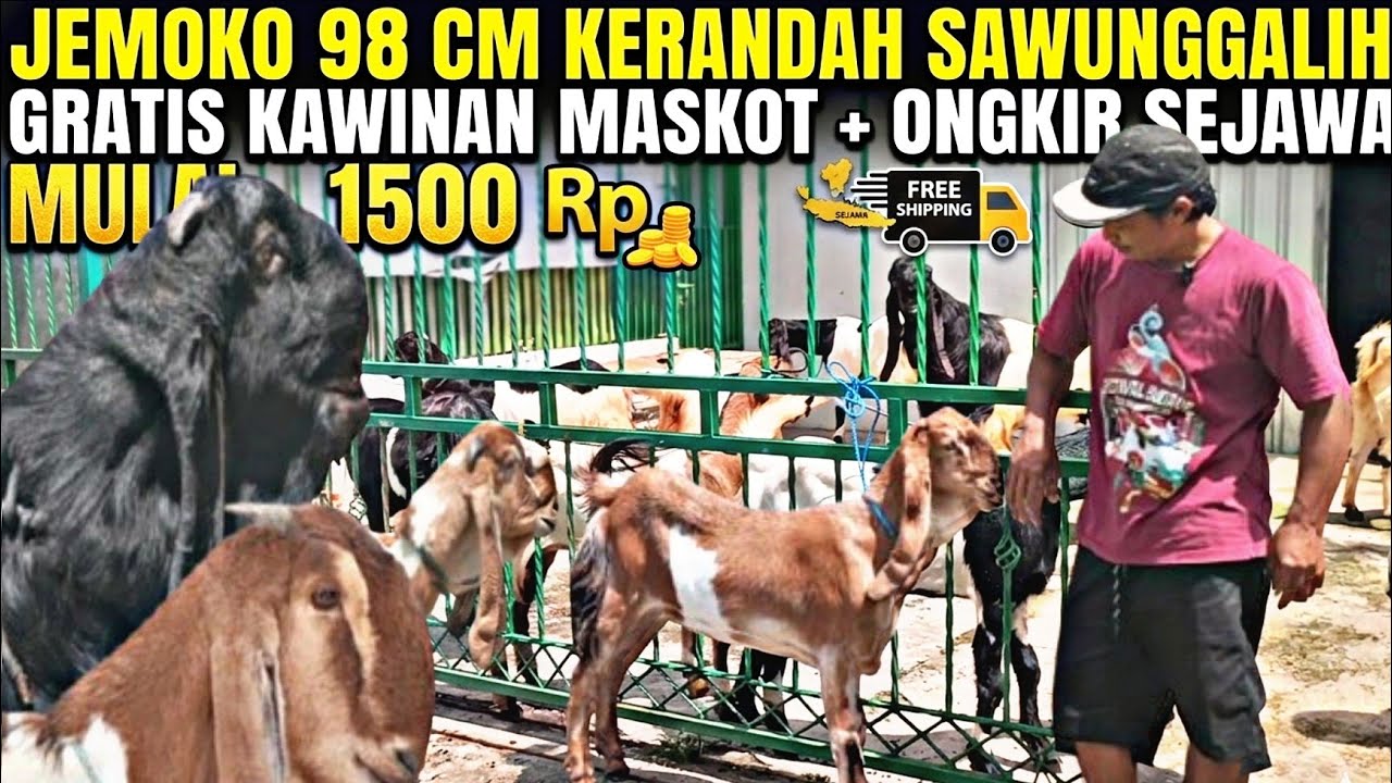 SOLUSI TERNAK HEMAT...!!! MULAI 1500 KAMBING PE GRATIS ONGKIR DI KANG NASIR