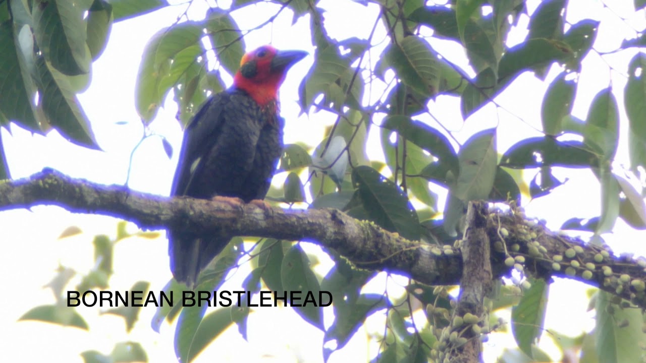 BORNEAN BRISTLEHEAD