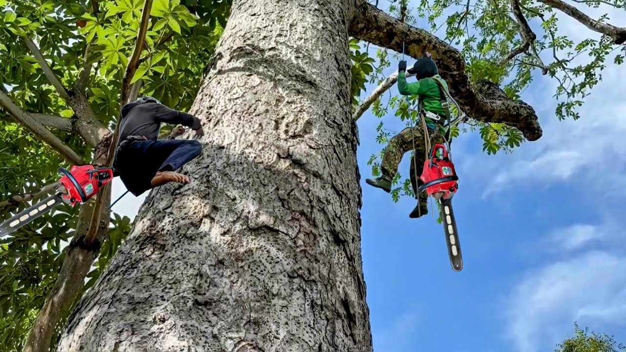 Cưa cây mũ trôm siêu khủng lồ . Ở tịnh biên . Cưa cây kỷ thuật cao