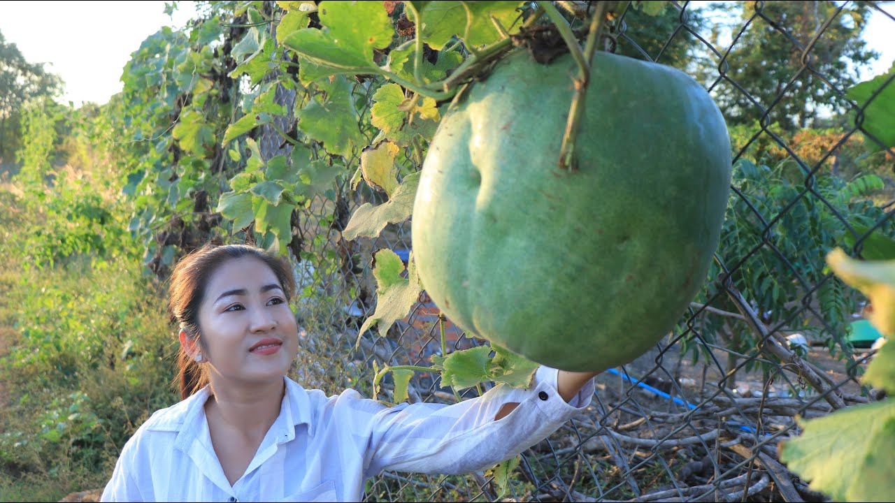 Wow, Pick big round winter melon to make winter melon cake / Ripe winter melon recipe