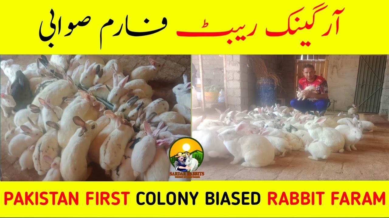 Organic Rabbit Faram Swabi KpK