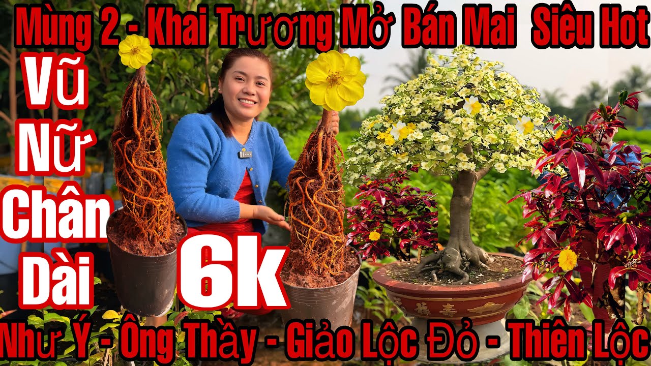Mùng 2☎️0967722961☎️🌲Mai Vàng Giá Rẻ🌲Giảo Như Ý-Ông Thầy-Cam Thiên Lộc-Giảo Lộc Đỏ-Vũ Nữa Chân Dài…🌲