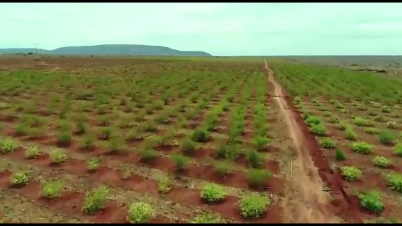 Africa Plantation Capital Bamboo Plantation