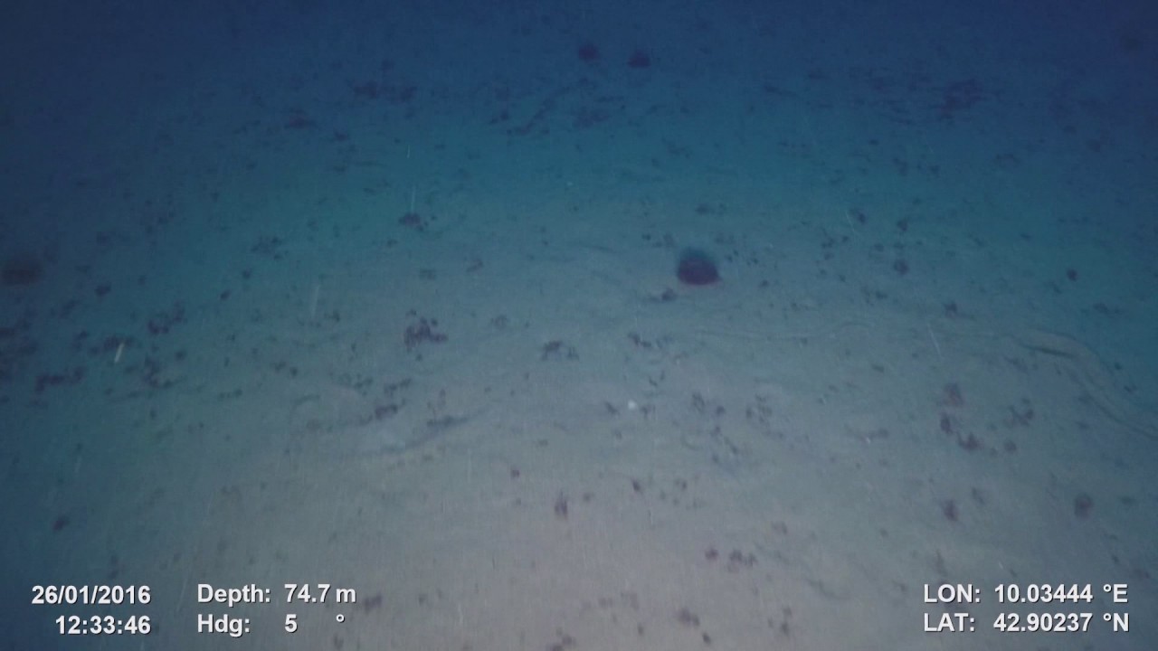 Monitoraggio del fondo marino a nord-est dell'Isola di Capraia