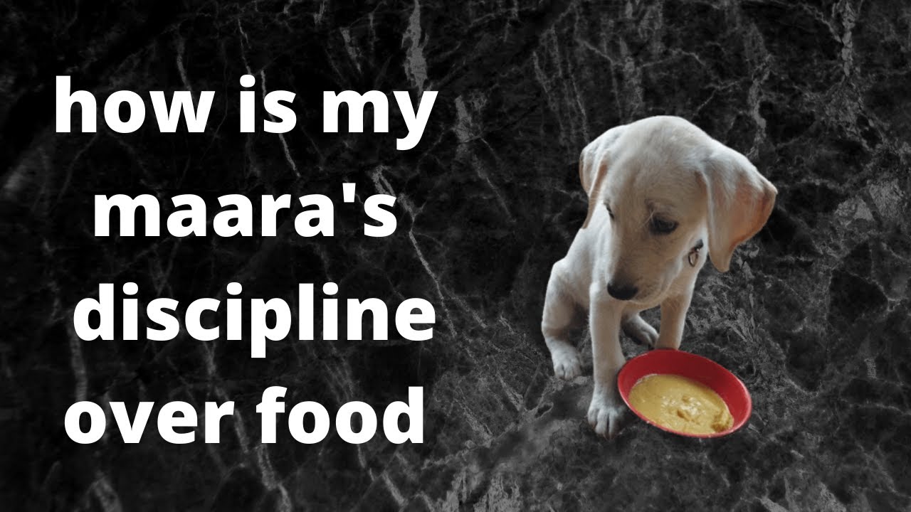 discipline maara. maara the labrador.