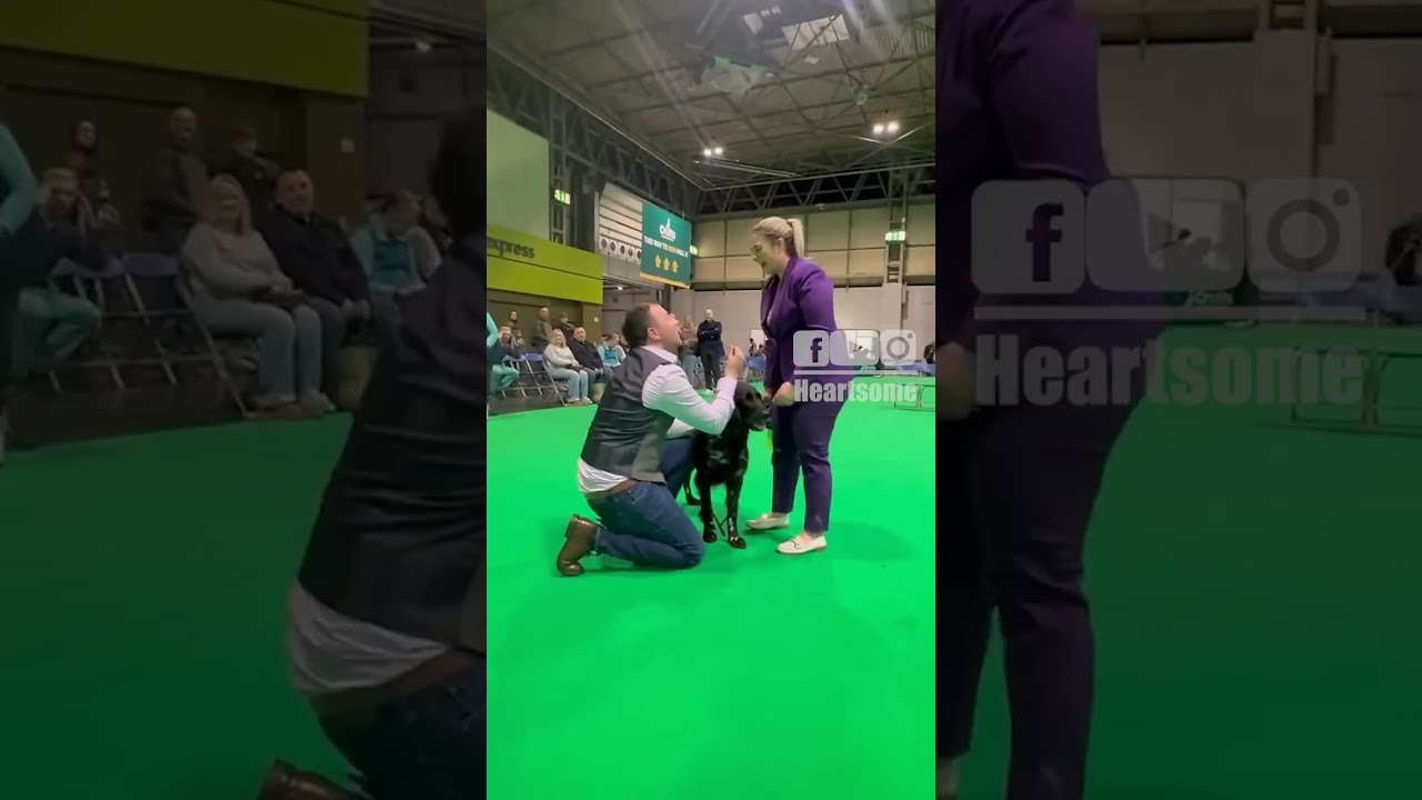 Dog Show Surprise! Romantic Proposal in the Ring After Big Win|| Heartsome 💖