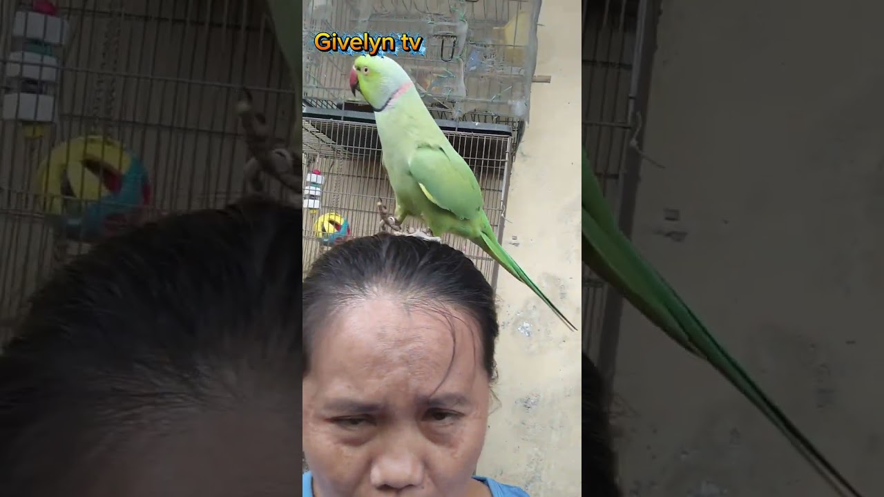 || Kiwi 🦜 playing on my head 🤩||#parrot IRN@glinatemporada2238 .