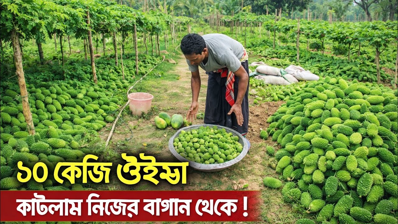 আজ বাগান থেকে প্রায় ১০ কেজি ওইস্টা (কচি কাঁকরোল) কাটলাম 
