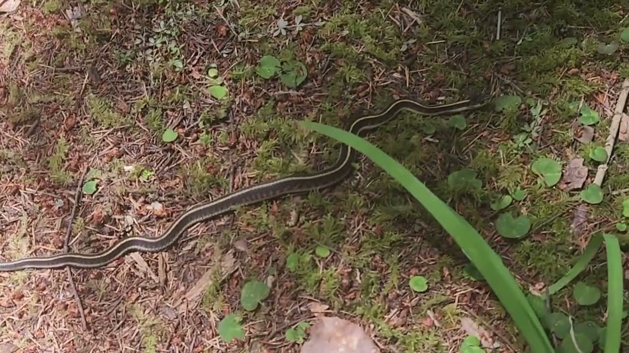 2025 07 13 Snake 1861