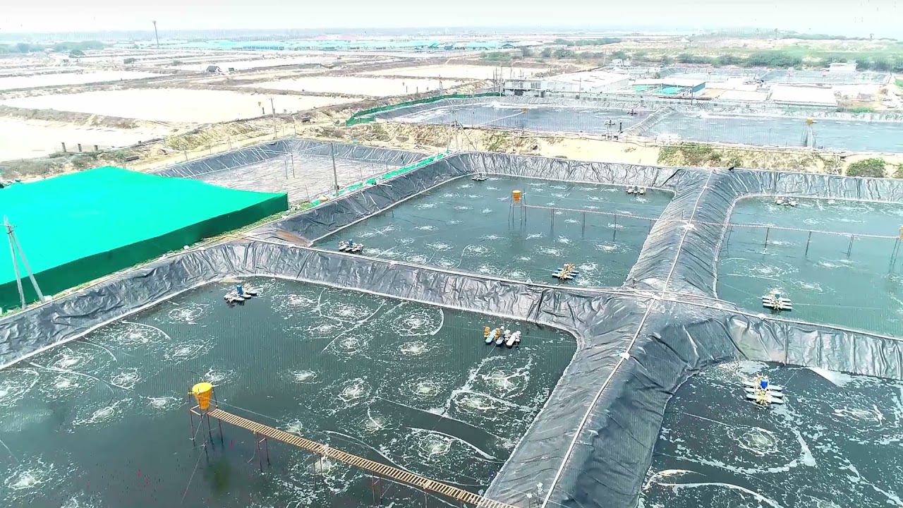 Intensive Ponds with NextAqua Static Feeders