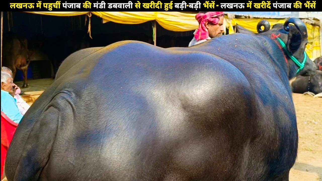 लखनऊ में पहुचीं पंजाब की मंडी डबवाली से खरीदी हुई बड़ी-बड़ी भैंसें - लखनऊ में खरीदें पंजाब की भैंसें