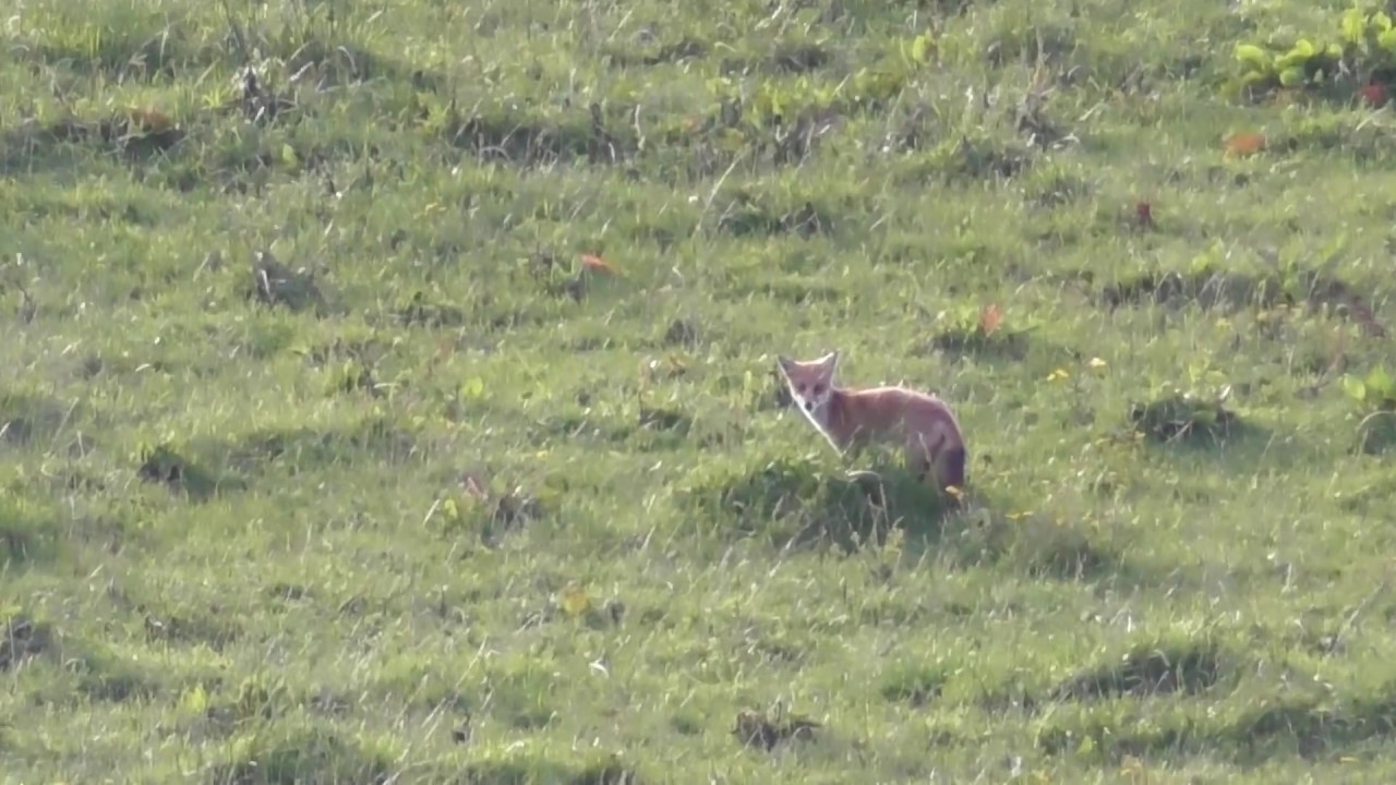 Fox Shooting Can Be Really Frustrating !!!