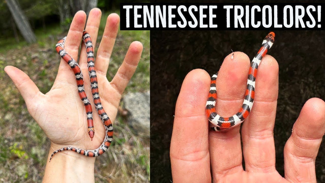 Fantastic Field Herping in the Volunteer State! Tennessee Tricolors, Rattlesnake, and More!