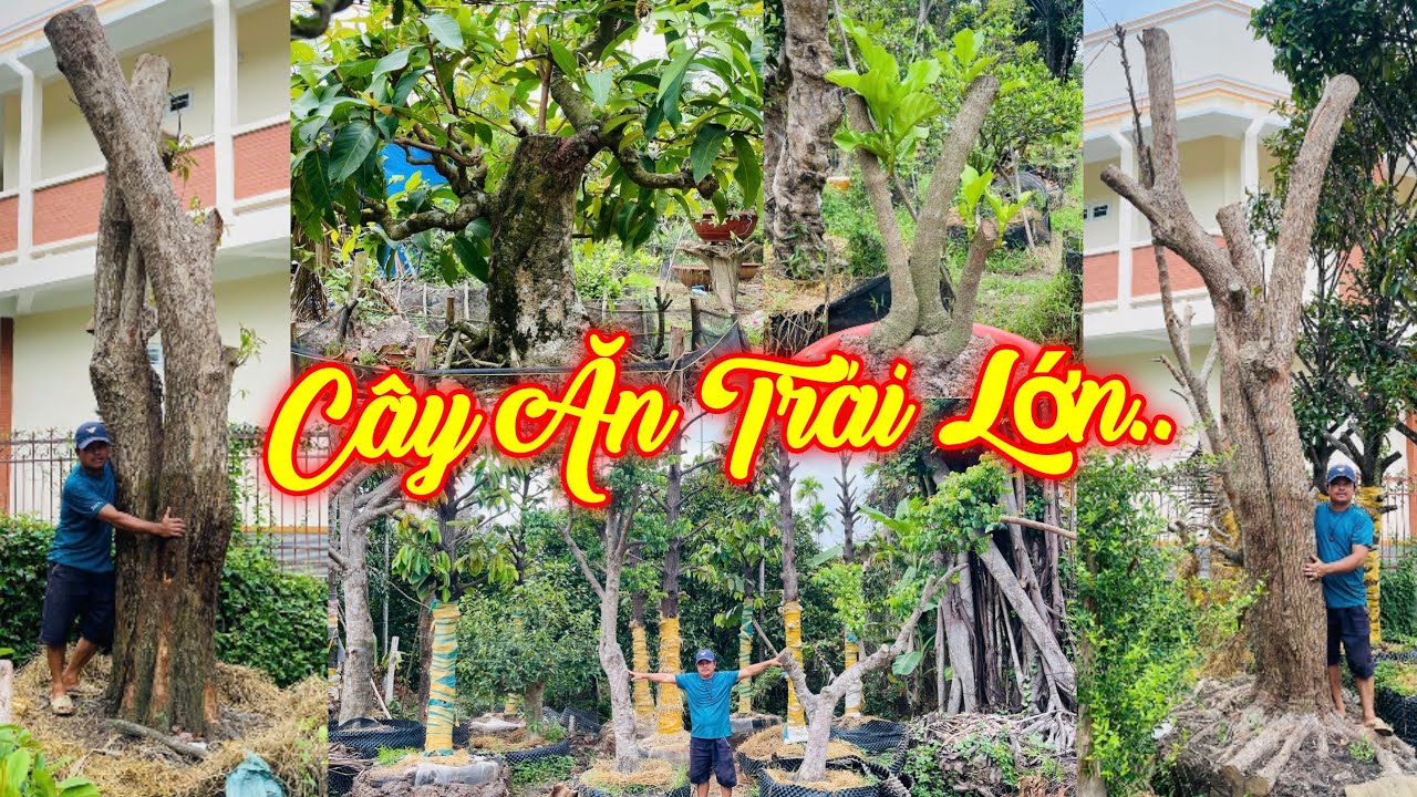 NGUYỄN BẮC | #0919994950 | CÂY ĂN TRÁI LỚN GIÁ MỀM & BONSAI ĐẸP VÚ SỮA, MẬN, NHÃN, XOÀI, SAM, NHÀU..