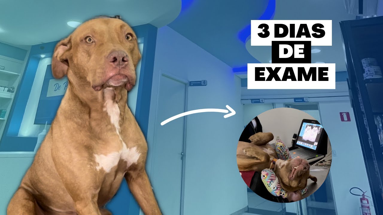 Cuidados Com a Saúde Do Seu Cão: Acompanhando o Sebastian No Checkup Veterinário | Ele Está Bem? 😬