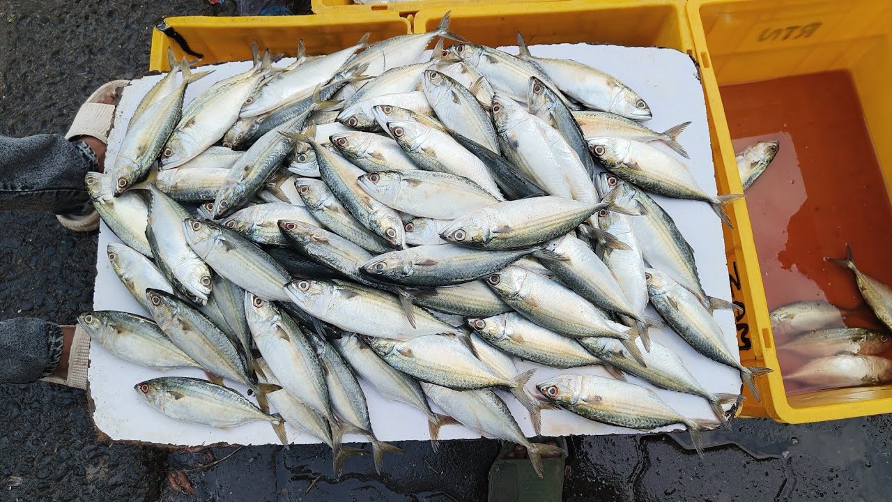 Malad Wholesale Fish Market | Thursday Special Market | Surmai, Pomfret & Bangda Wholesale Rates