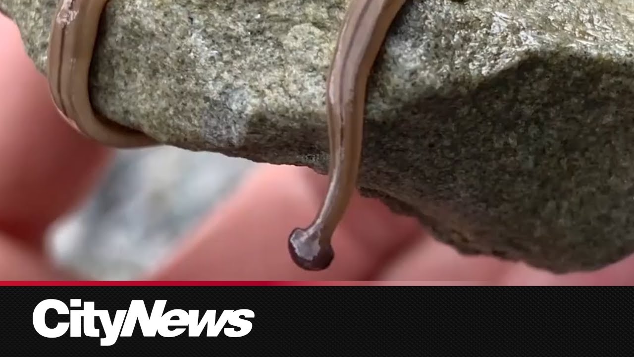 Watching for invasive 'hammerhead worm'